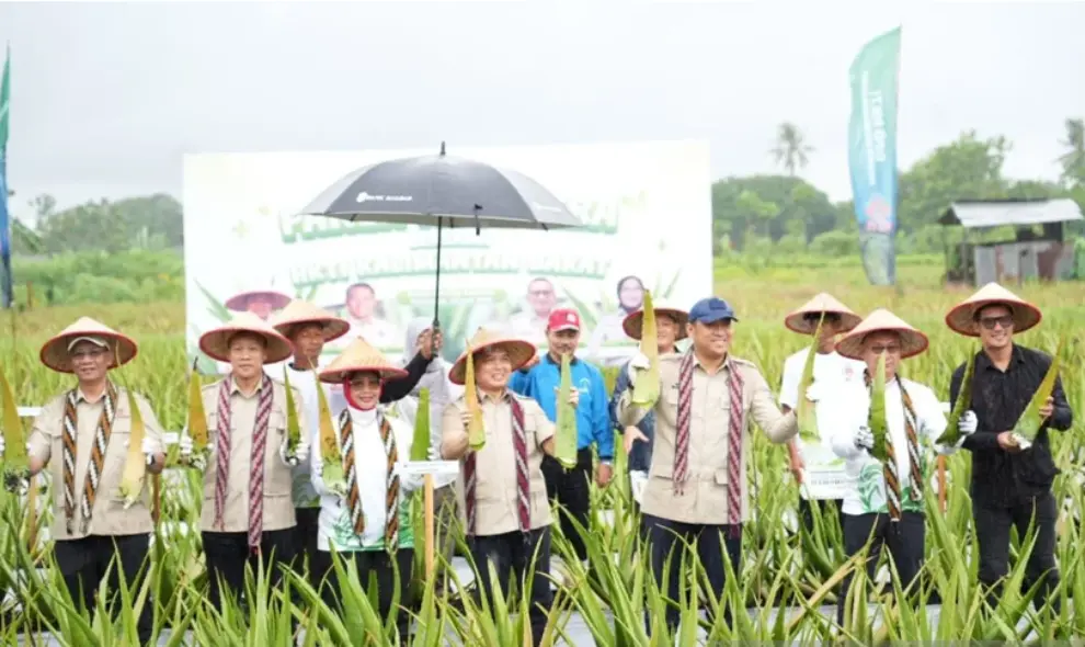 Pemerintah Dorong Hilirisasi Lidah Buaya Pontianak untuk Perkuat Ekonomi Kalimantan Barat