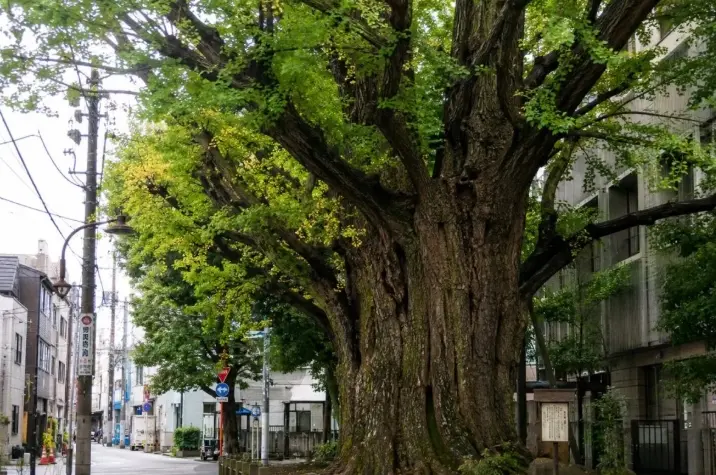 Jepang Menguji Sistem AI untuk Mendeteksi Pohon yang Berisiko Tumbang