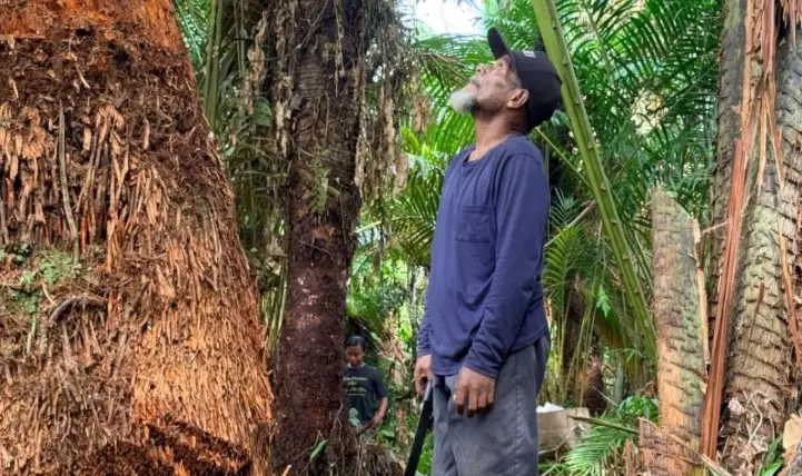 Pelestarian Hutan Sagu Dinilai Krusial untuk Menjaga Ketahanan Pangan dan Identitas Budaya Papua
