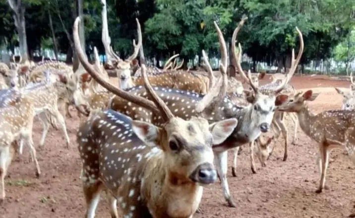 Rusa TMP Kalibata Lepas Saat Petugas Memberi Pakan, Sempat Berlari hingga Jalan Raya