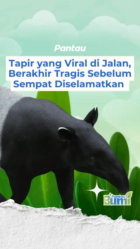 TAPIR YANG VIRAL DI JALAN, BERAKHUR TRAGIS