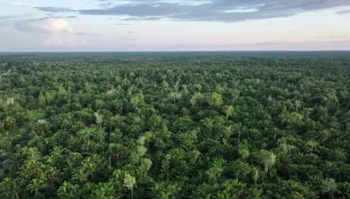 KLH Minta Pemerintah Daerah di Papua Percepat Implementasi Kebijakan Perubahan Iklim dan Nilai Ekonomi Karbon