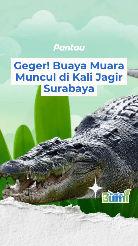 BUAYA MUARA MUNCUL DI KALI JAGIR SURABAYA