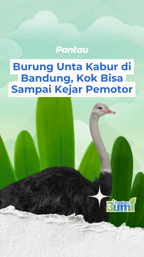 BURUNG UNTA KABUR DI BANDUNG