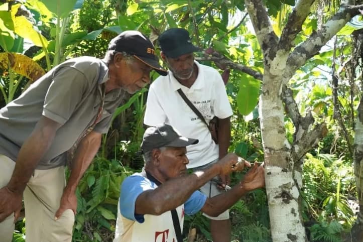 Agroforestri Dinilai Jadi Solusi Petani Kakao Sarmi Hadapi Dampak Perubahan Iklim