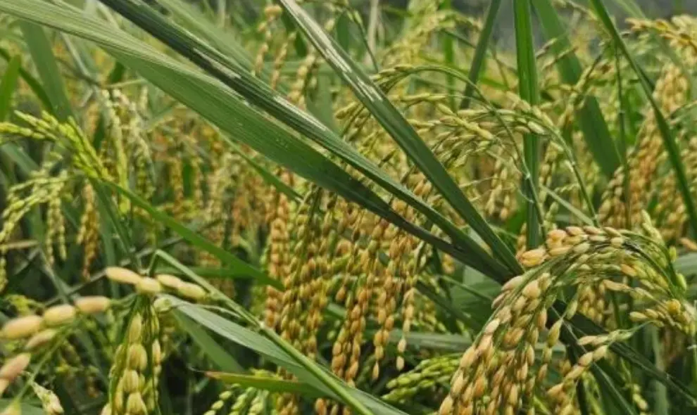 Pemkab Natuna Tingkatkan Masa Tanam Padi untuk Dongkrak Produksi Beras di Wilayah Perbatasan