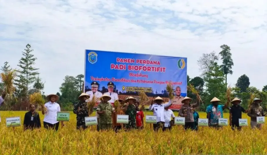 Pengembangan Padi Biofortifit Inpari Arumba di Nabire Didorong untuk Perkuat Ketahanan Pangan dan Gizi Masyarakat