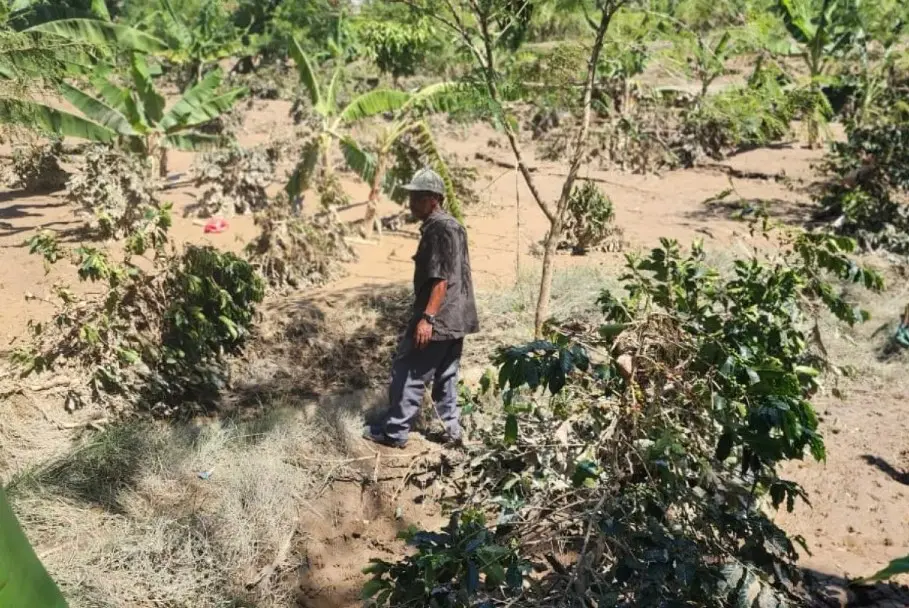 Pemerintah Pusat Menyetujui Rehabilitasi 8.486 Hektare Lahan Kopi Gayo di Aceh Tengah untuk Percepat Pemulihan Petani