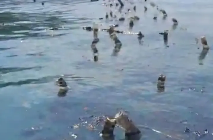 Tumpahan Oli Cemari Pantai Tiga Desa di Kupang, Budidaya Rumput Laut Diduga Terdampak