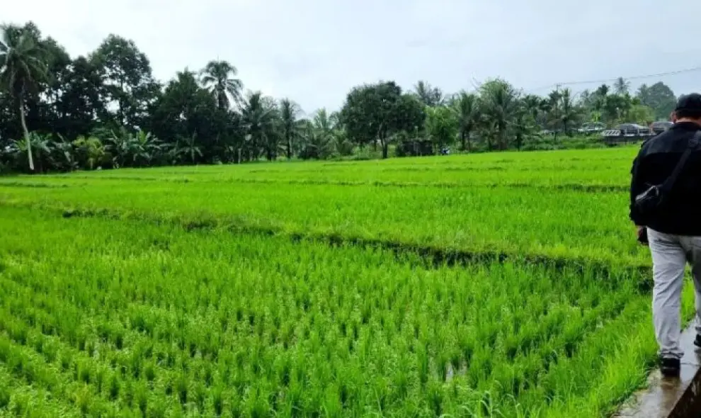 Kementan Percepat Program Cetak Sawah di Papua Barat melalui Skema Swakelola