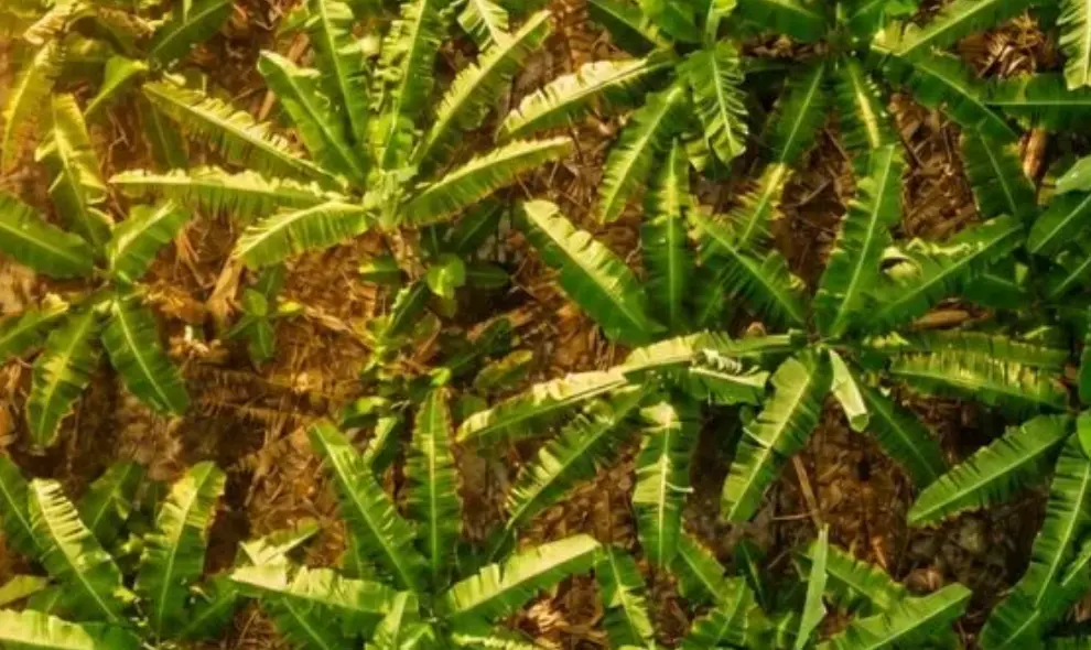 Bumibaru Menghasilkan 307 Ribu Kilogram Komoditas dari Lahan Terdegradasi di Kalimantan Tengah