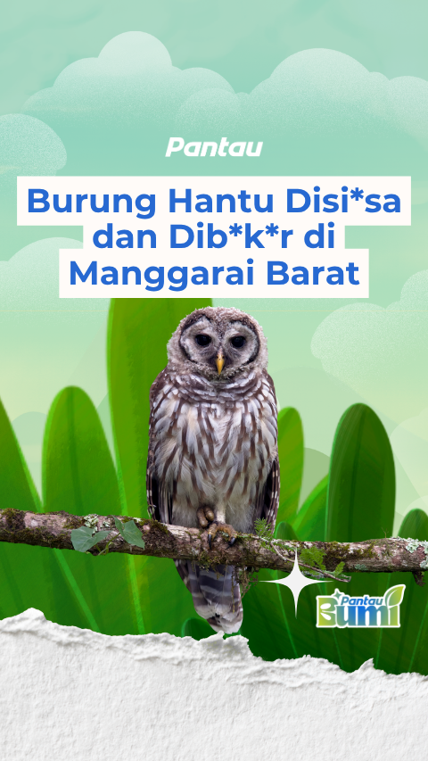 BURUNG HANTU DISIKSA DAN DIBAKAR