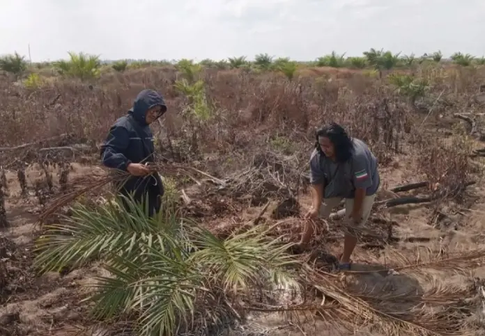 BKSDA Antisipasi Konflik Satwa dan Manusia Meningkat akibat Karhutla di Kotawaringin Timur