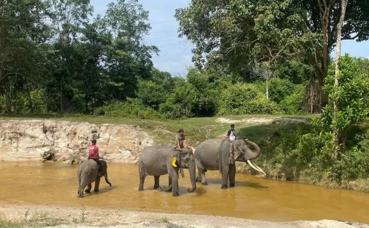 Populasi Gajah Sumatera Menyusut Drastis, Hari Gajah Sedunia 2026 Jadi Momentum Konservasi
