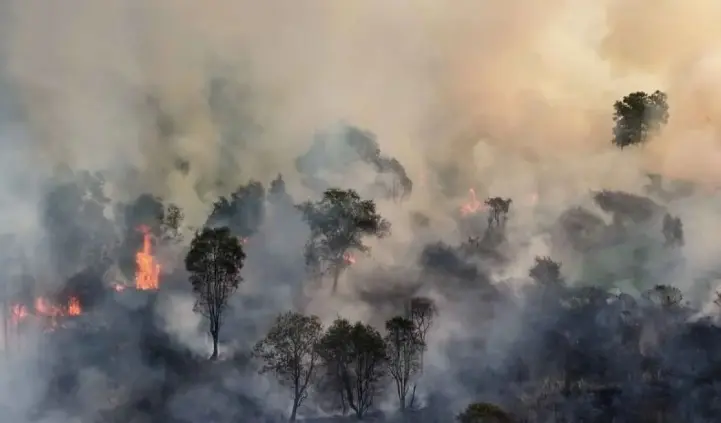 Kebakaran Gunung Jabung Hanguskan Satu Hektare Vegetasi, Api Padam Setelah Tiga Jam