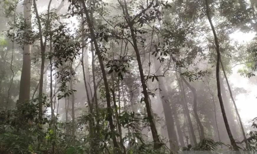 Pemerintah Aceh Raih Hibah Rp27 Miliar untuk Perkuat Tata Kelola dan Kelestarian Hutan