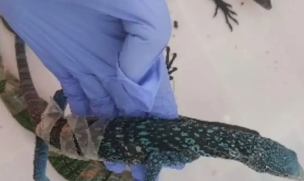 Kemenhut Gagalkan WNA Korea Selatan Selundupkan Delapan Biawak Hidup di Bandara Soetta