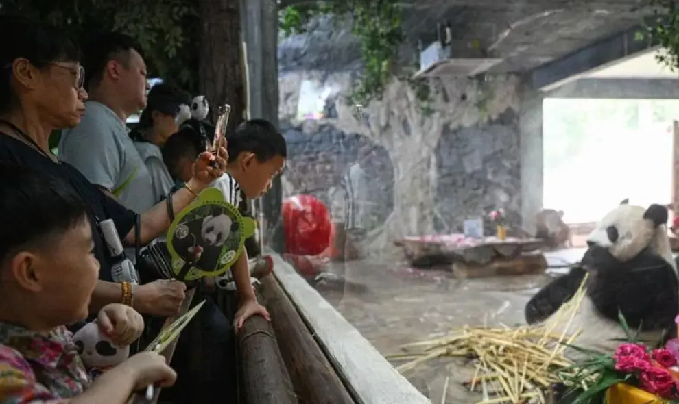 Panda Raksasa Gong Gong dan Shun Shun Rayakan Ulang Tahun Ke-13 di Hainan