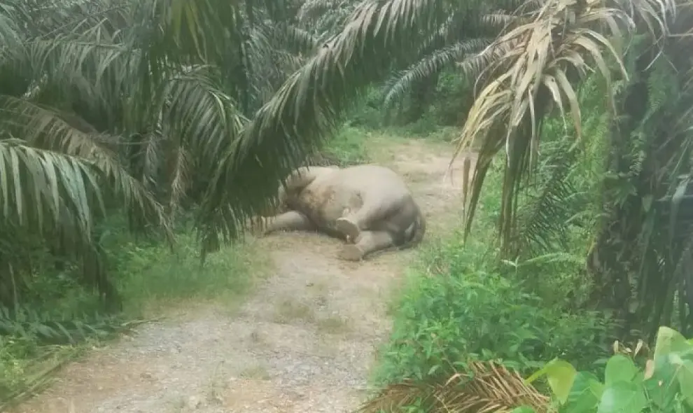 Gajah Mati hingga Kebakaran Bromo Warnai Berita Humaniora Populer Sepekan