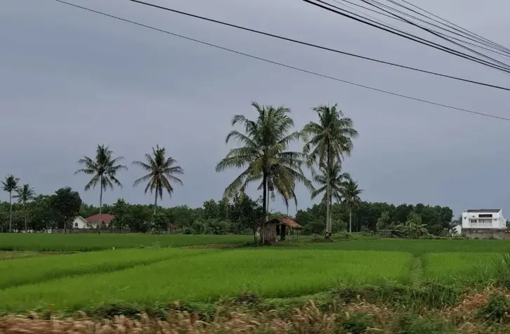 Lampung Cetak 1.450 Hektare Sawah Baru untuk Dorong Ekstensifikasi Pertanian