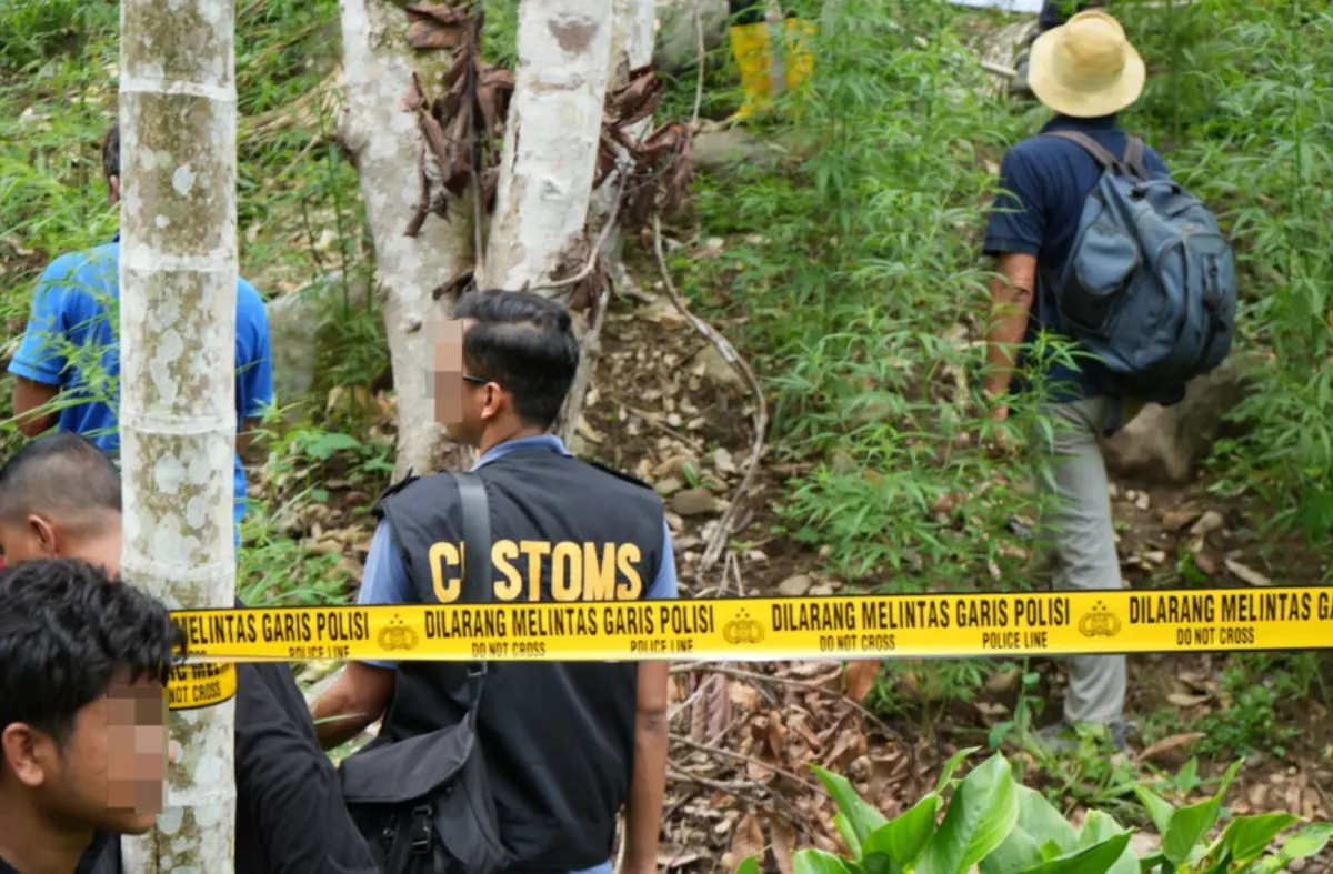 Petugas Temukan Sembilan Titik Ladang Ganja Seluas Empat Hektare di Aceh Utara, Dua Terduga Pengelola Diburu