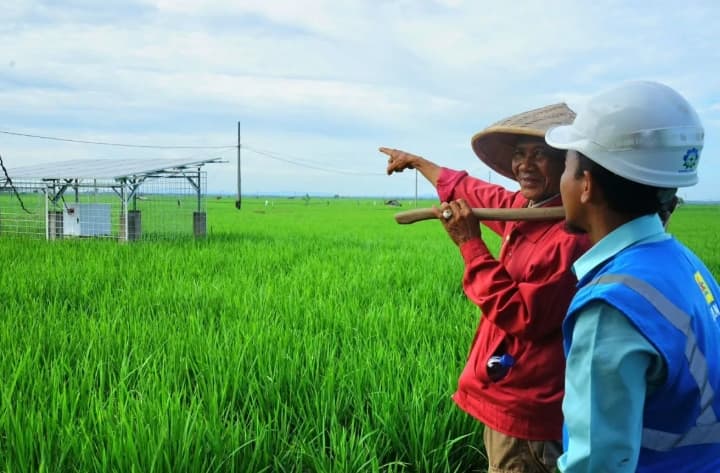 PLN Lampung Bangun Jaringan Listrik untuk Pompa Air, Produktivitas Padi Capai 11,4 Ton per Hektare