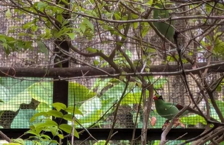 Ekek Keling Sunda Terancam Punah, Perburuan Menjadi Ancaman Utama Si Paruh Gincu