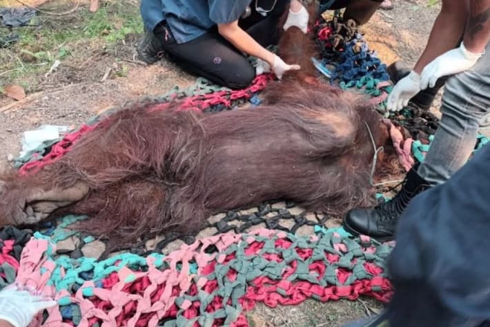Kemenhut Mengevakuasi Orangutan yang Lemas Diduga Terpapar Asap Karhutla di Ketapang