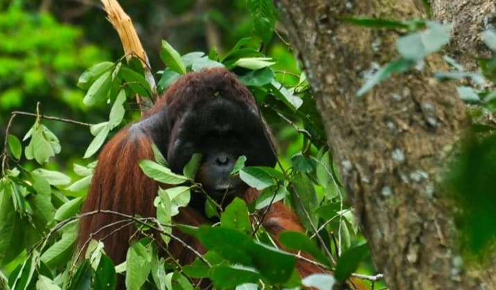 Karhutla Ancam Habitat Orangutan, BKSDA Kalbar Prioritaskan Penyelamatan dan Translokasi Satwa