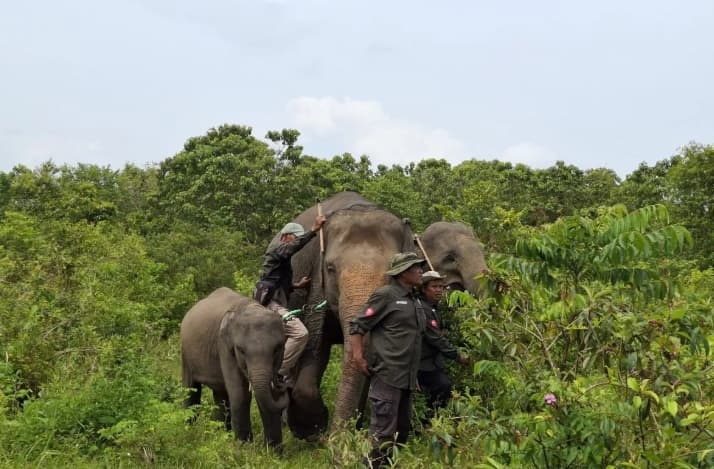 Way Kambas Kembangkan Budidaya Serai dan Lebah untuk Cegah Konflik Gajah sekaligus Perkuat Ekonomi Warga