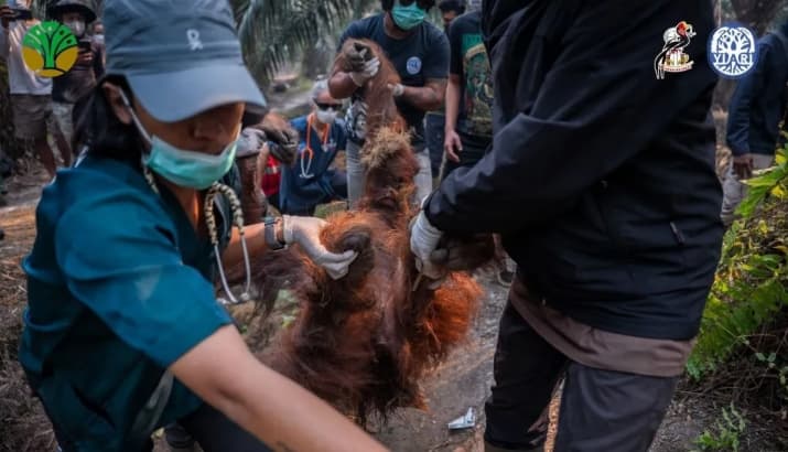 Orangutan Sempurna Mati setelah Ditemukan Kritis di Kebun Sawit, Nekropsi Mengarah pada Paparan Asap