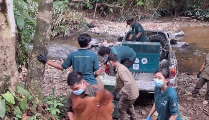 BKSDA Jambi Rehabilitasi Lima Orangutan Sumatera sebelum Dilepasliarkan ke Habitat Alami