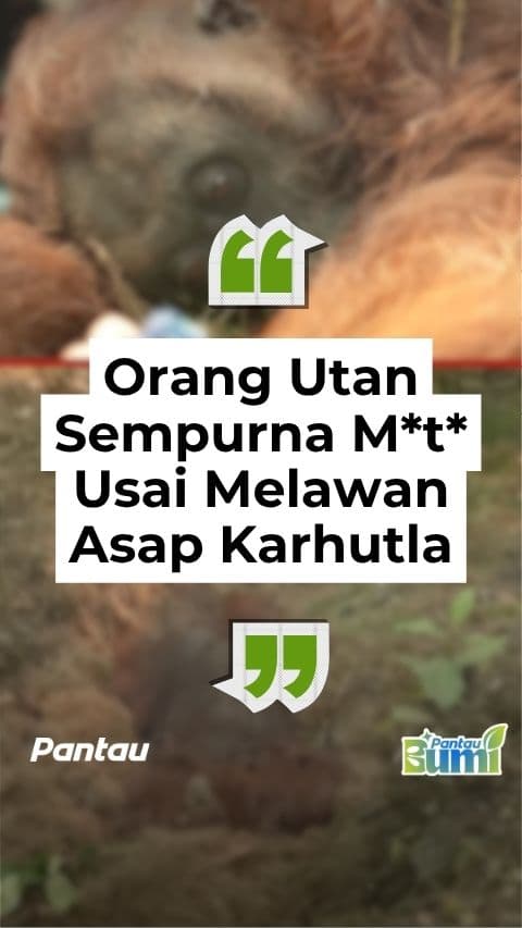 ORANG UTAN SEMPURNA MATI USAI MELAWAN ASAP KARHUTLA