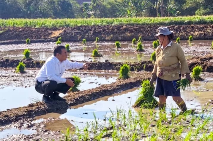 IndexPolitica Tempatkan Mentan Amran sebagai Menteri dengan Kinerja Tertinggi di Kabinet Merah Putih
