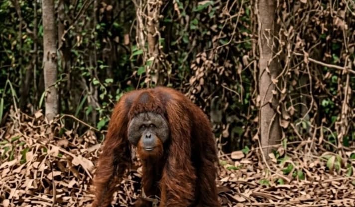 Orangutan Viral Muncul di Jalan Kutai Timur, BKSDA Ungkap Kronologi Penanganannya