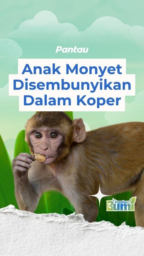 ANAK MONYET DISEMBUNYIKAN DALAM KOPER