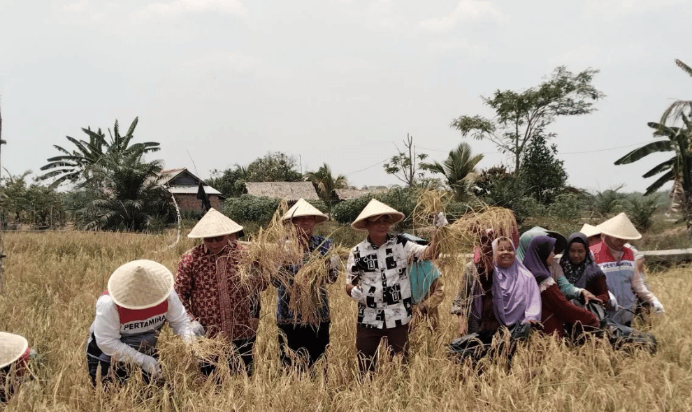 Pertamina Bantu Ubah Lahan yang Lama Terbengkalai di Pengabuan Menjadi Area Pertanian Produktif
