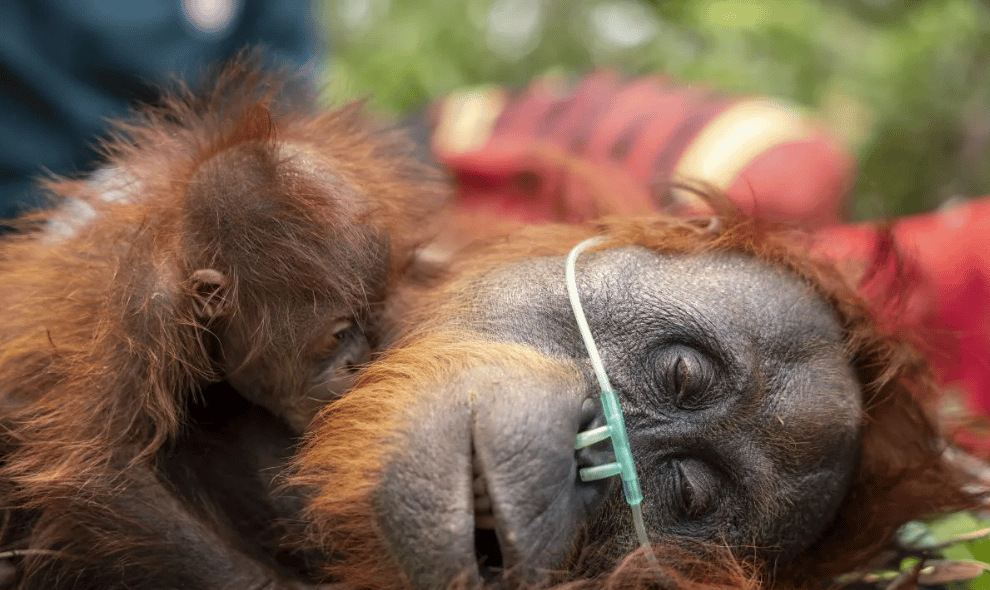 BKSDA Kalbar dan YIARI Selamatkan Induk serta Bayi Orangutan yang Terjebak di Kebun Sawit