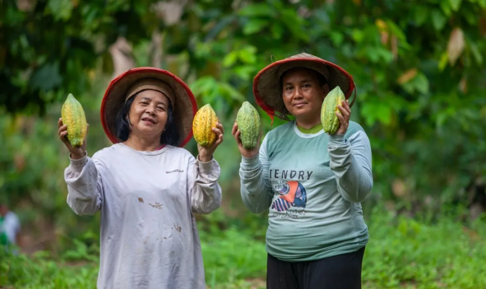 Kakao Agroforestri Dongkrak Pendapatan Petani Kalbar, Harga Biji Kering Tembus Rp60 Ribu per Kilogram