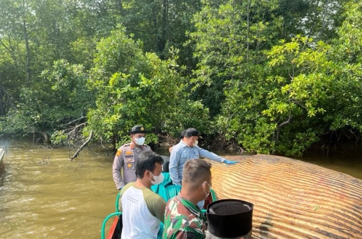 KKP Kirim Sampel Darah Bangkai Diduga Paus di Indragiri Hilir ke BRIN untuk Ungkap Jenisnya