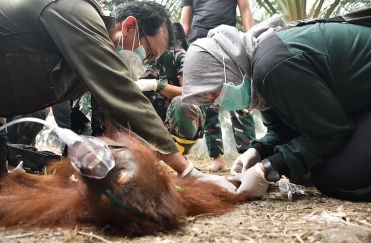 Tim Gabungan Evakuasi Orang Utan Terjebak Karhutla di Palangka Raya, Alami Luka Bakar