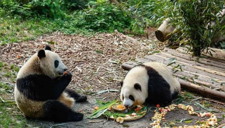 Panda Kembar Kelahiran Jepang Xiao Xiao dan Lei Lei Tampil Perdana di China