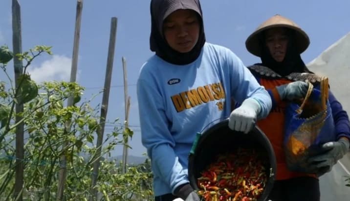 BPS Ingatkan Lonjakan Harga Cabai Rawit Berpotensi Mendorong Inflasi pada Akhir 2026