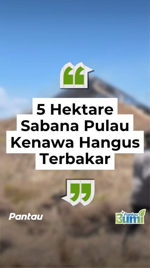 5 HEKTARE SABANA PULAU KENAWA HANGUS TERBAKAR