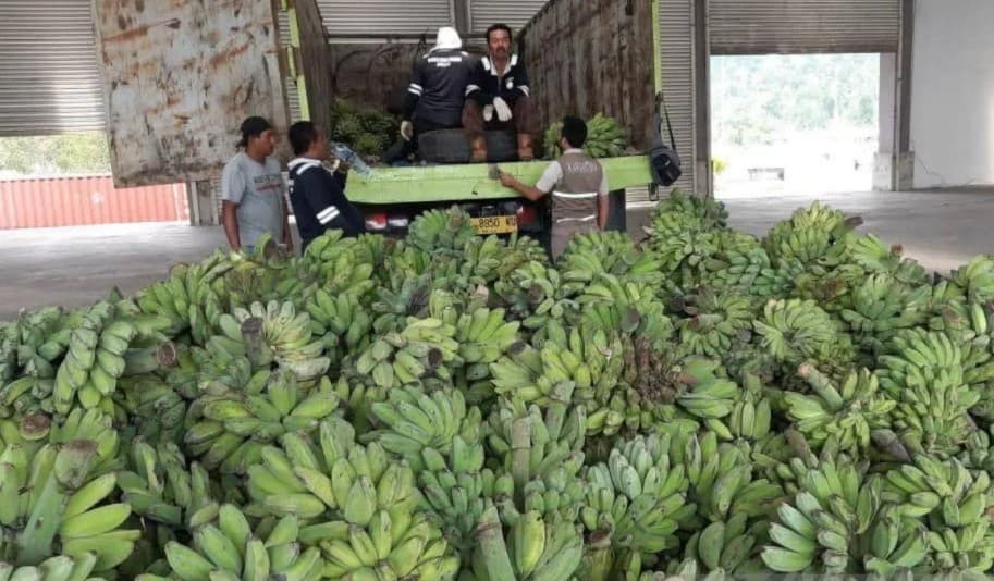 DPTPH Kaltim Catat Produksi Pisang Kepok Tembus 129.386 Ton dari 3.085 Hektare, Kutai Timur Jadi Penyumbang Terbesar