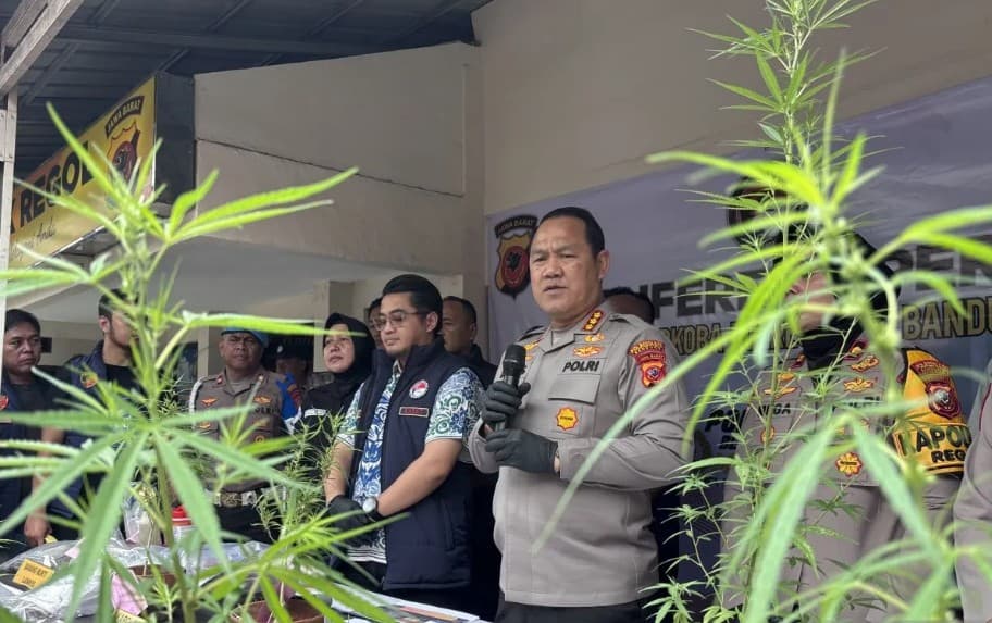 Polisi Bongkar Kebun Ganja di Atap Rumah Bandung, 27 Batang Ditemukan dan Bibit Diduga Dibawa dari Amerika Serikat