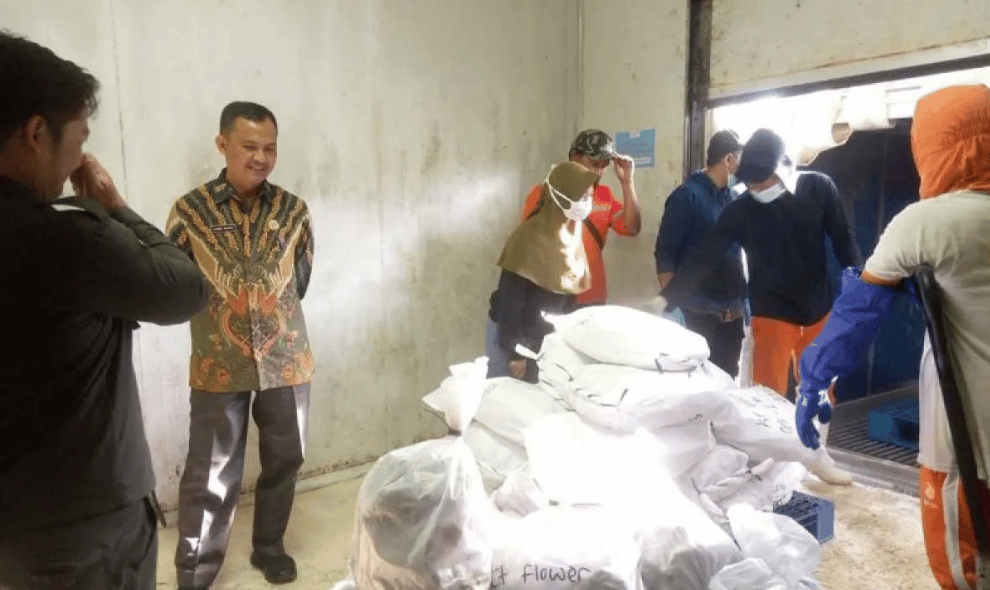 Enam Ton Gurita dan Ikan Segar dari Simeulue Diekspor ke Jepang, Harga Gurita Capai Rp124 Ribu per Kilogram