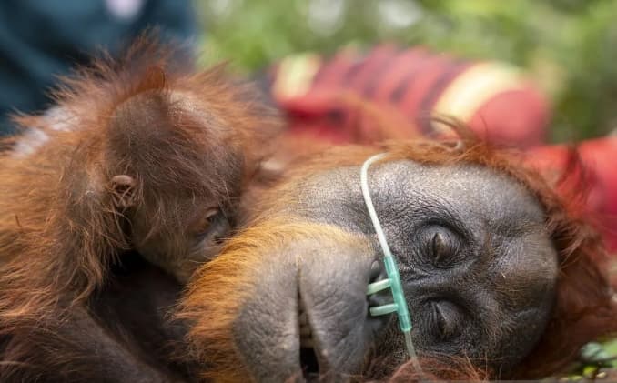 Kemenhut Tangani 290 Satwa Liar Terdampak Karhutla, Termasuk 96 Orangutan Kalimantan