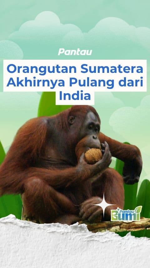 ORANGUTAN SUMATERA PULANG