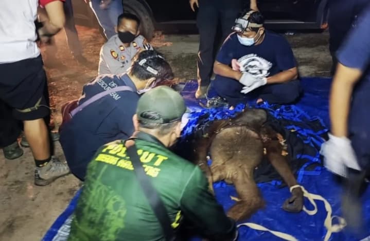 BKSDA Kalteng Selamatkan Induk dan Anak Orangutan Terjerat di Kotawaringin Timur, Kedua Tangan Induk Mengalami Luka Parah
